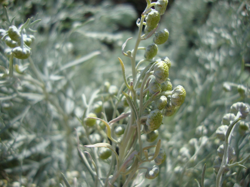 Artemisia (7).JPG