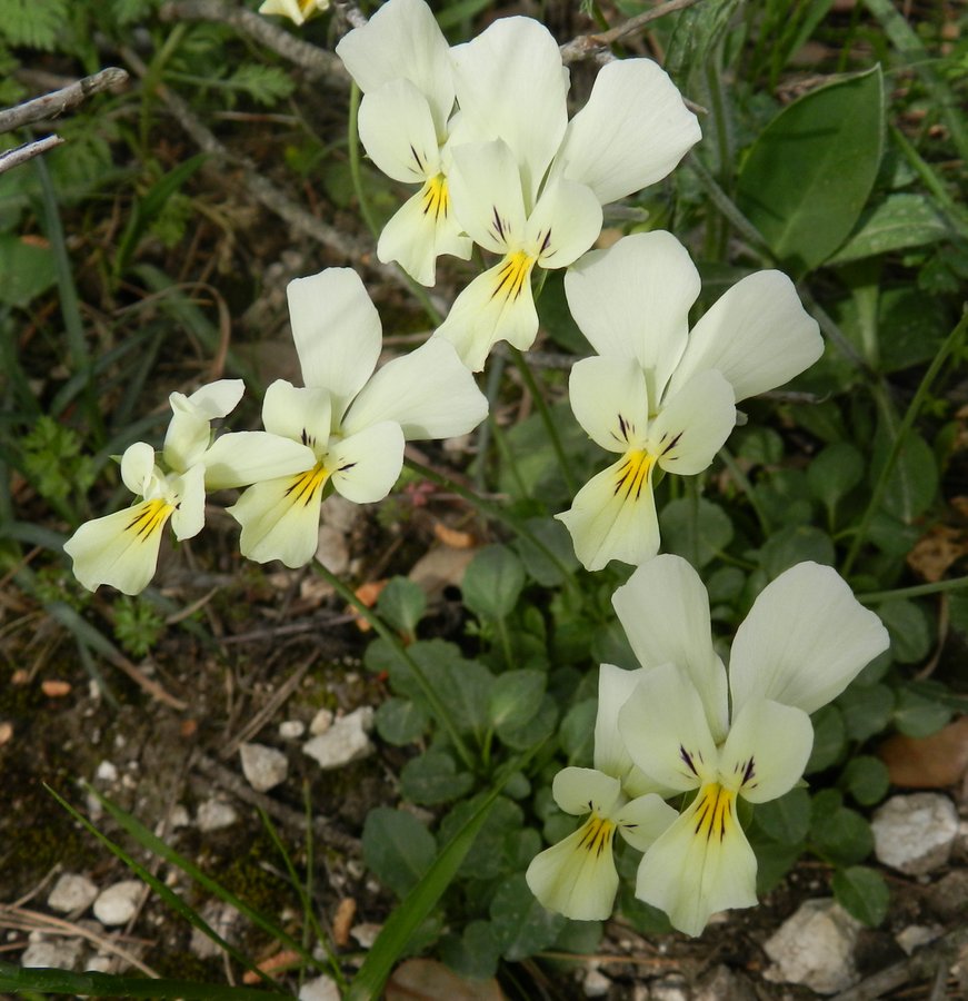 Viola ucriana