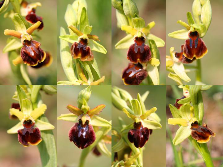 Ophrys_sphegodes_24378_115185.jpg