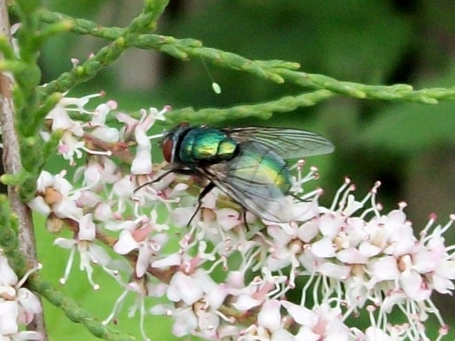 13 05 01 Diptera-Calliphoridae Lucilia sp. (2).JPG