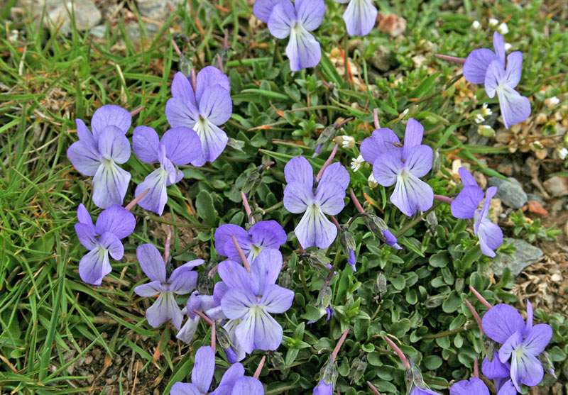 Viola limbarae (22376)
