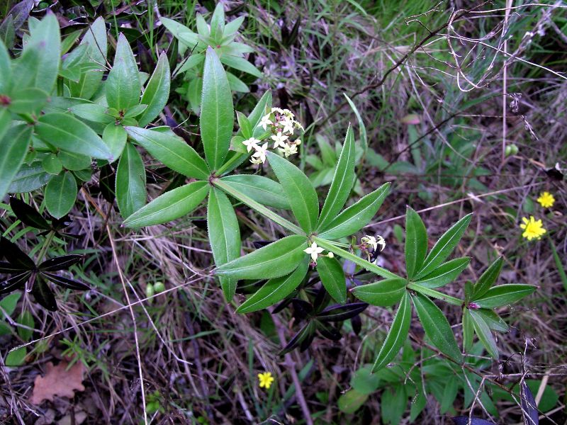 Rubia_peregrina_subsp_longifolia_.jpg