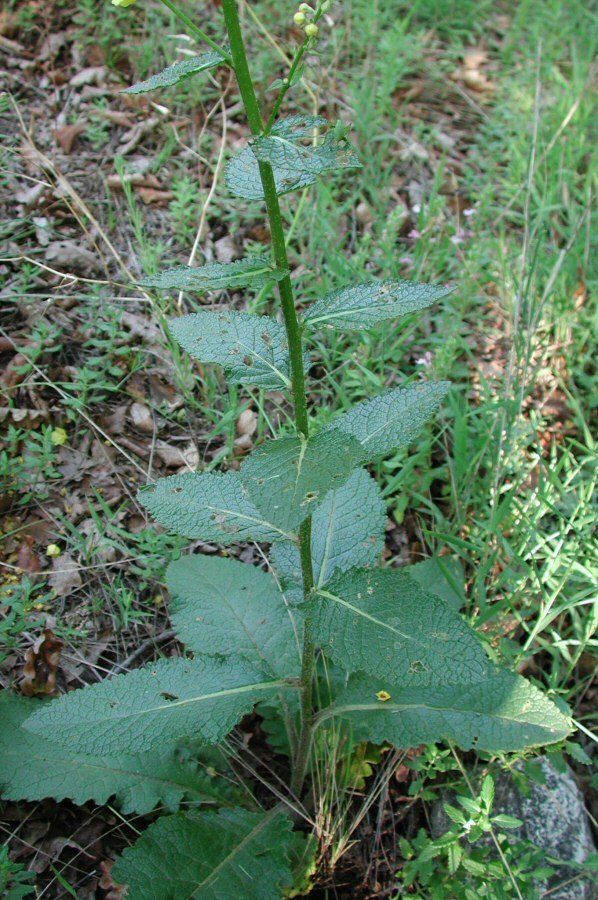 Verbascum chaixii foglie-2008 06 21-Foresto.jpg