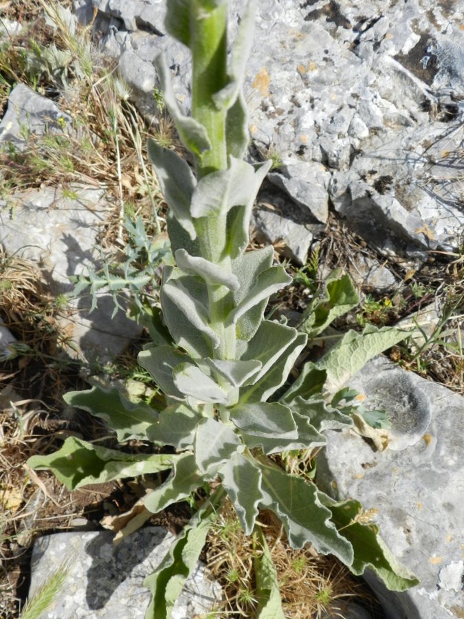 Verbascum rotundifolium - Rocca Busambra - 07-06-2013 08-31-30.JPG