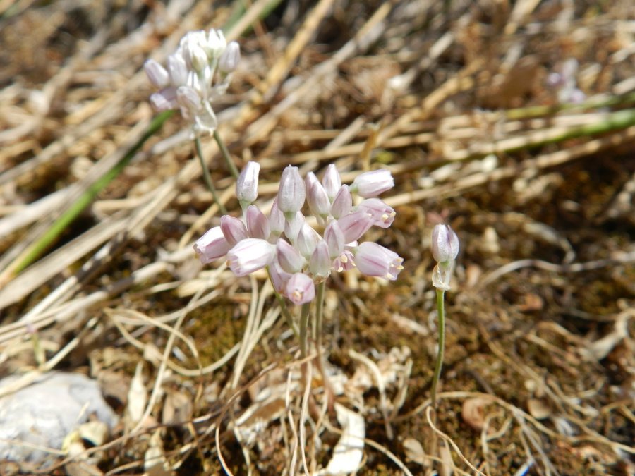 Allium obtusiflorum (234122)