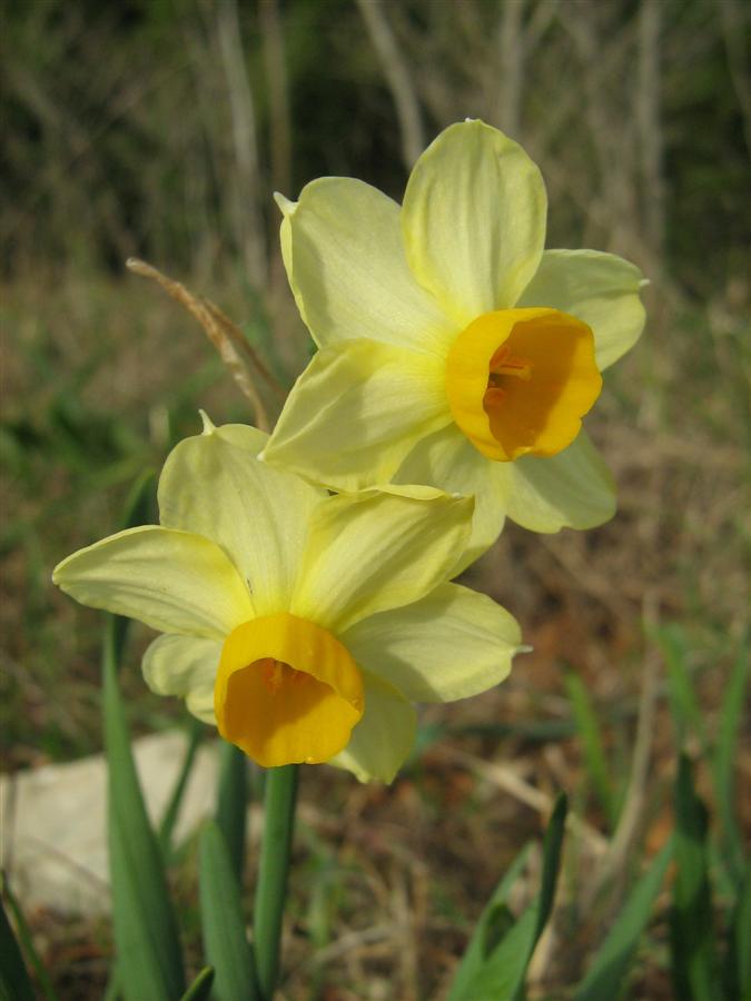 Narcissus tazetta L. subsp. aureus (1).jpg