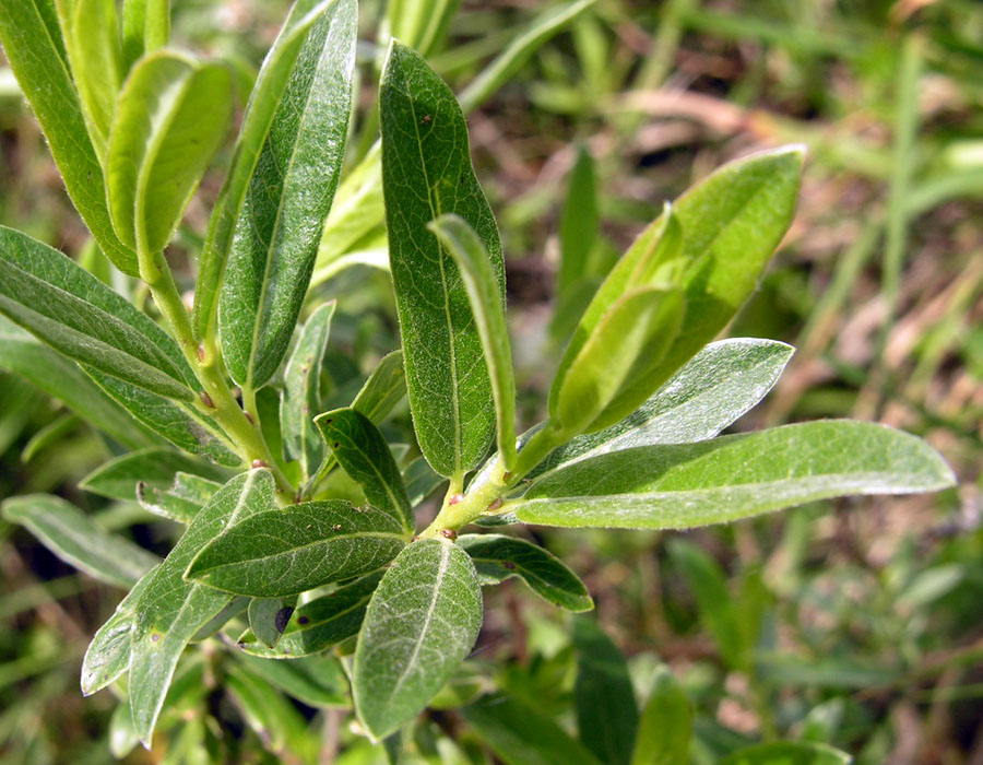 Salix rosmarinifolia (23609)