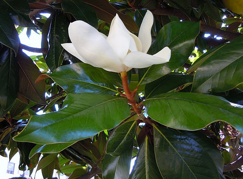 Magnolia sp. (2).JPG