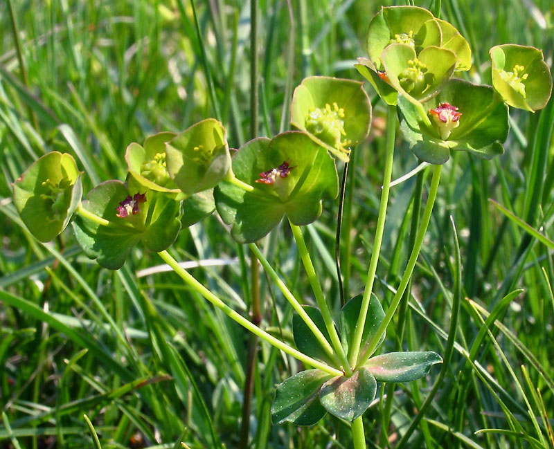 Euphorbia kerneri (23879)