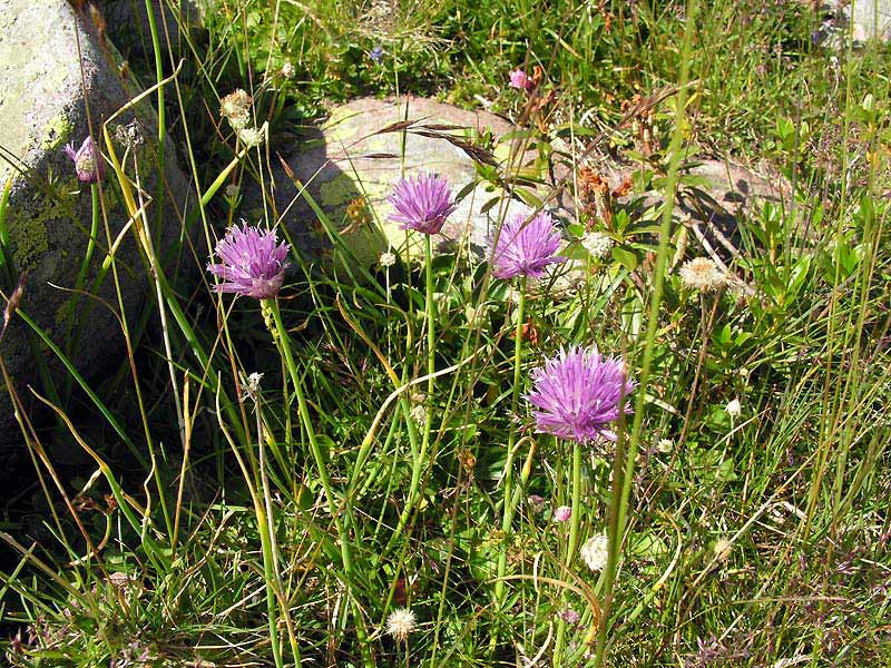 Allium-schoenoprasum-L.4x.jpg