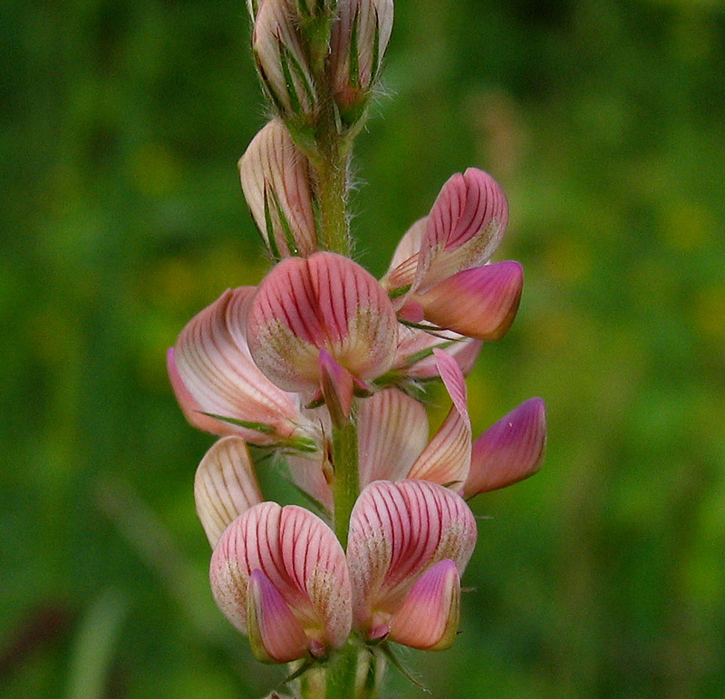 Onobrychis-arenaria-(3).jpg