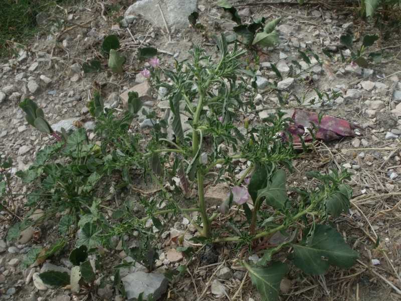 Amaranthus albus (244041)
