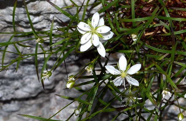 Facchinia grignensis