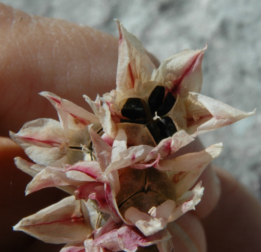 Allium insubricum semi.JPG
