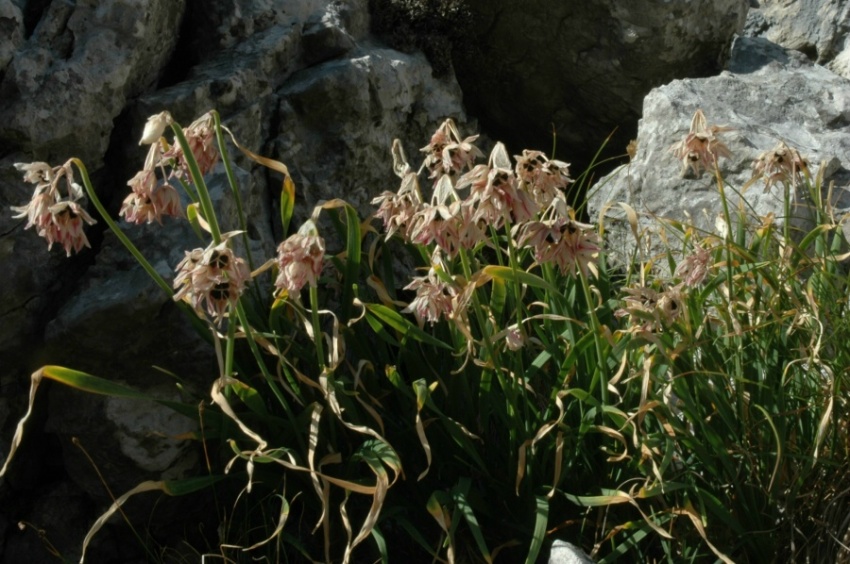 Allium insubrucum.JPG