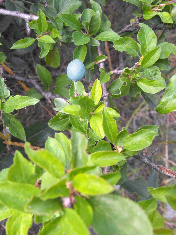 073 - Prunus spinosa.JPG
