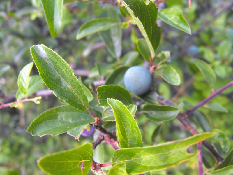 072 - Prunus spinosa.JPG