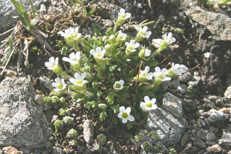 01Saxifraga androsacea L.Cime Bianche 03-08-13.jpg