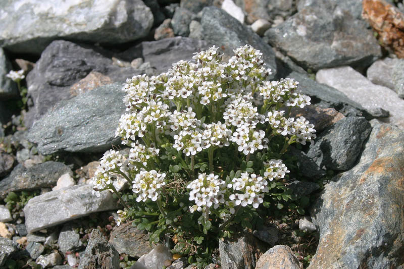 20 Hornungia alpina (L.) O. Appel  Cime Bianche 03-08-13.jpg