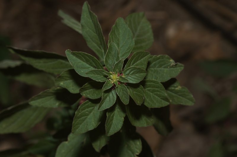 <i>Amaranthus graecizans</i> L.