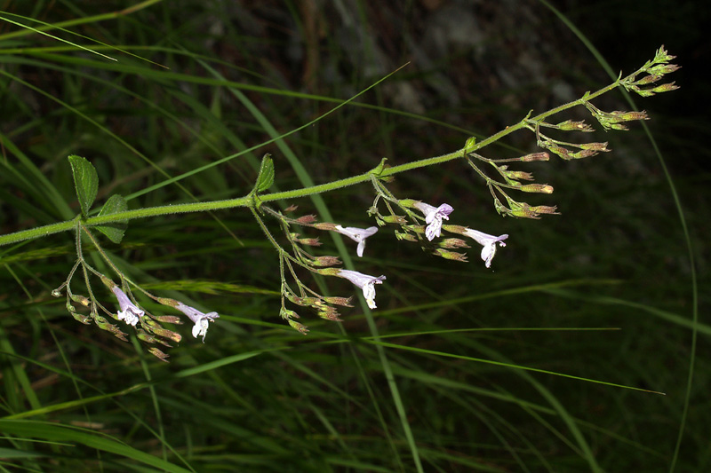 <i>Clinopodium menthifolium</i> (Host) Merino subsp. <i>menthifolium</i>