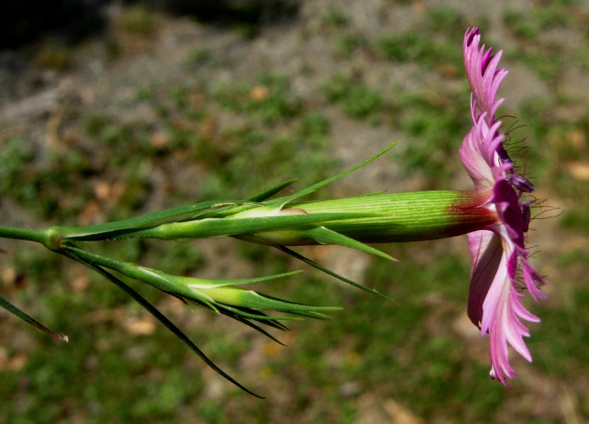 Dianthus seguieri Vill. subsp. seguieri 4.jpg