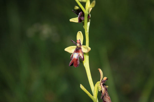 Ophrys-insectifera-2-Passo-Brocon.jpg