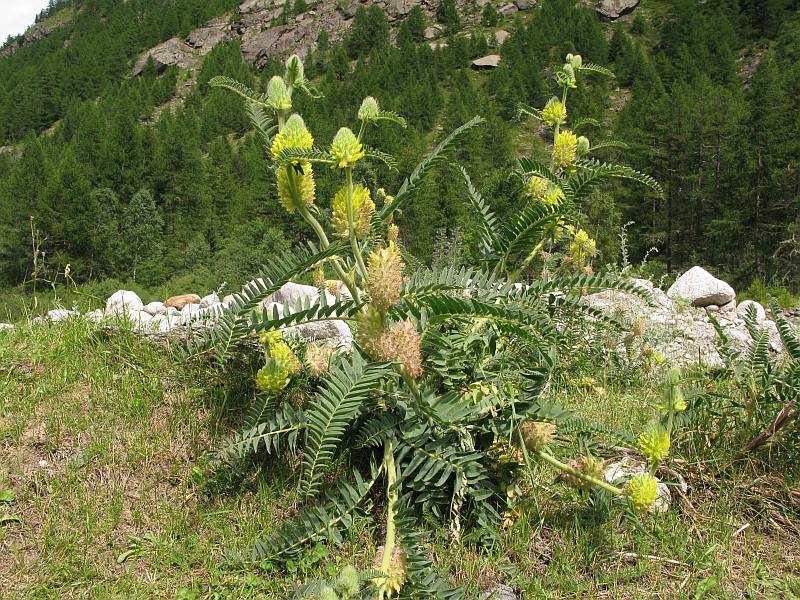 Astragalus alopecurus (25837)