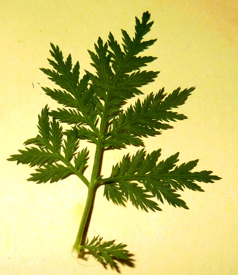 Artemisia annua  11.jpg