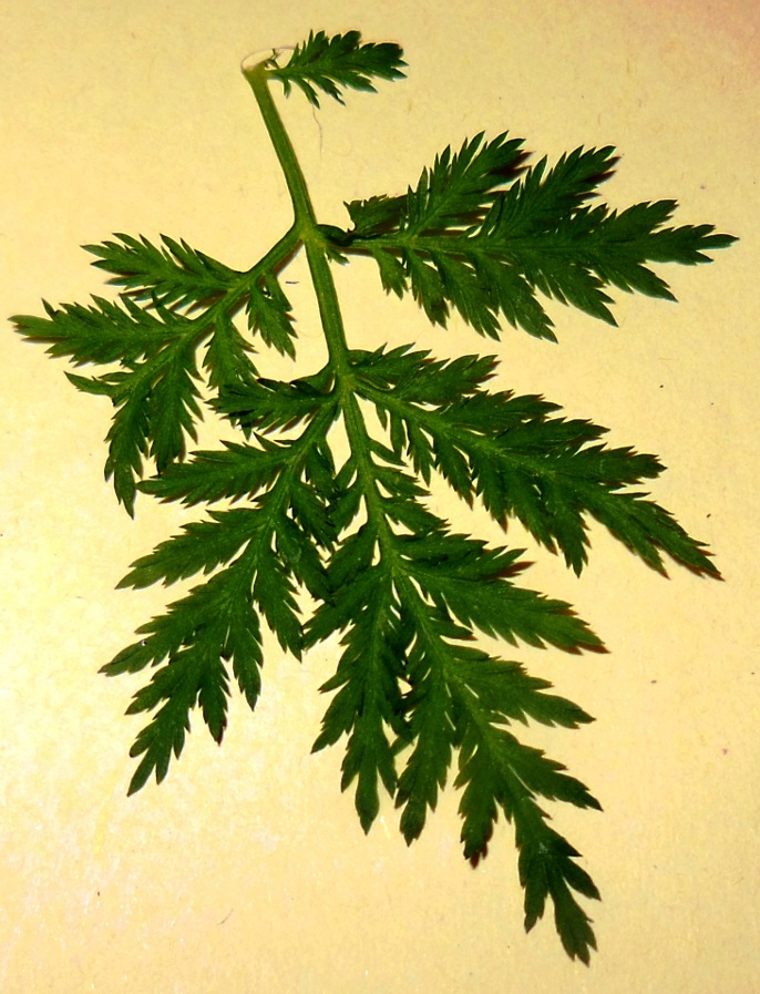 Artemisia annua  12.jpg