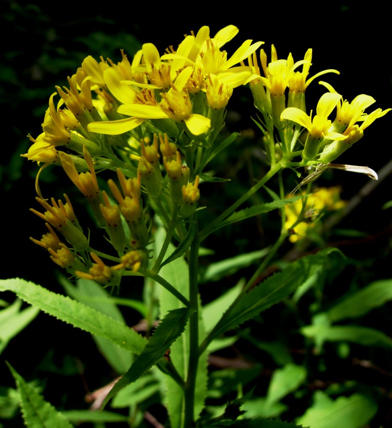 Senecio ovatus (P. Gaertn. - B. Mey. & Scherb.) Willd. s.l.1.jpg