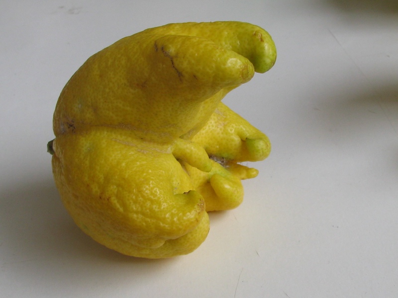 Citrus limon (L.) Burm. f.