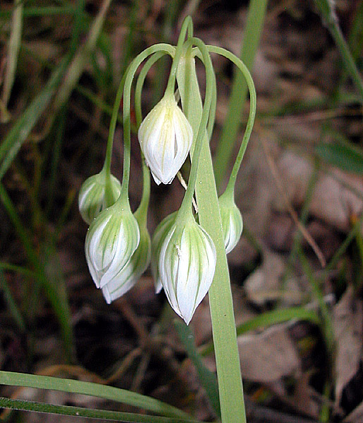 Allium_pendulinum_0.jpg