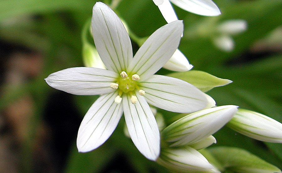 Allium_pendulinum_1.jpg