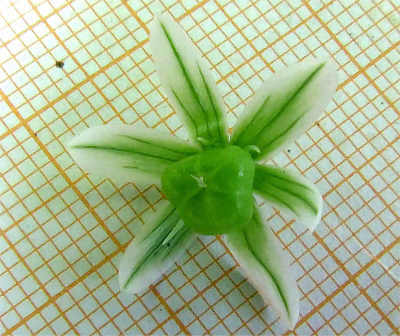 Allium_pendulinum.jpg