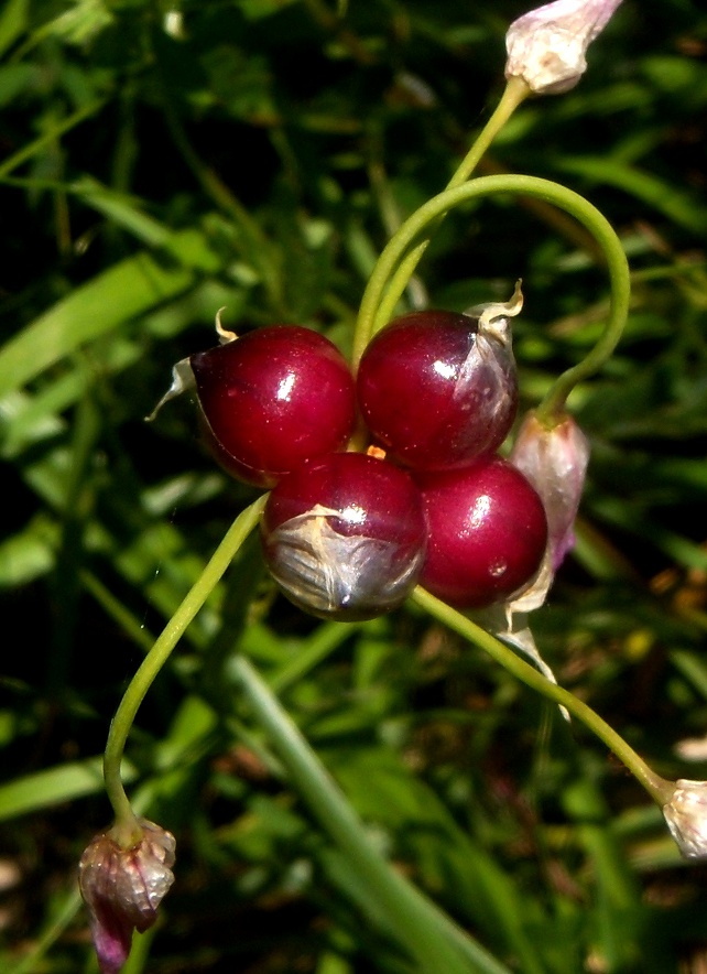 Allium_roseum_1.jpg