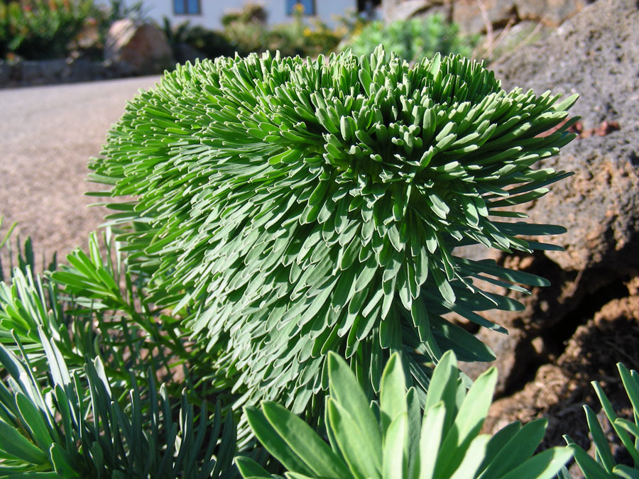1-fasciazione-in-Euphorbia sp.-.jpg