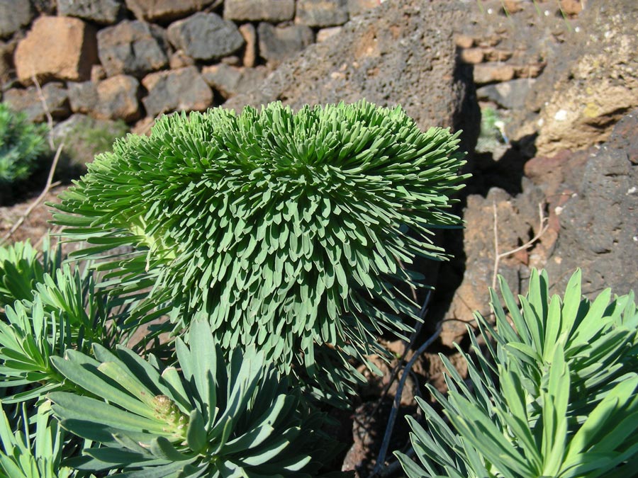 2-fasciazione-in-Euphorbia sp.-.jpg