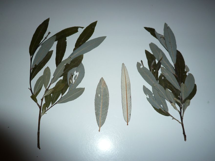 Salix x intermedia