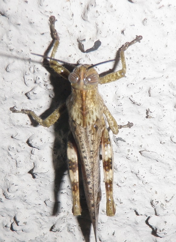 Acrididae: Anacridium aegyptium (Linnaeus, 1758)