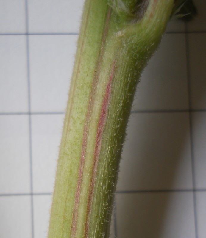 Amaranthus retroflexus L. 6.jpg
