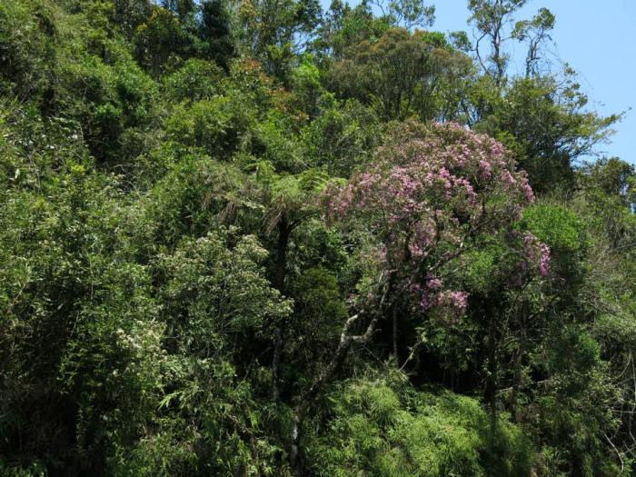 Foresta secondaria con vistosa fioritura di Dichaetanthera oblongifolia