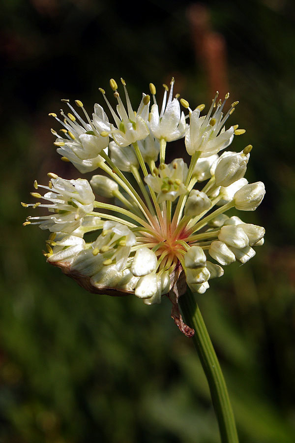 Allium victorialis 5.jpg