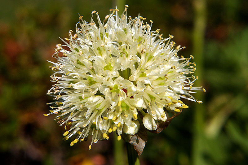 Allium victorialis 2.jpg
