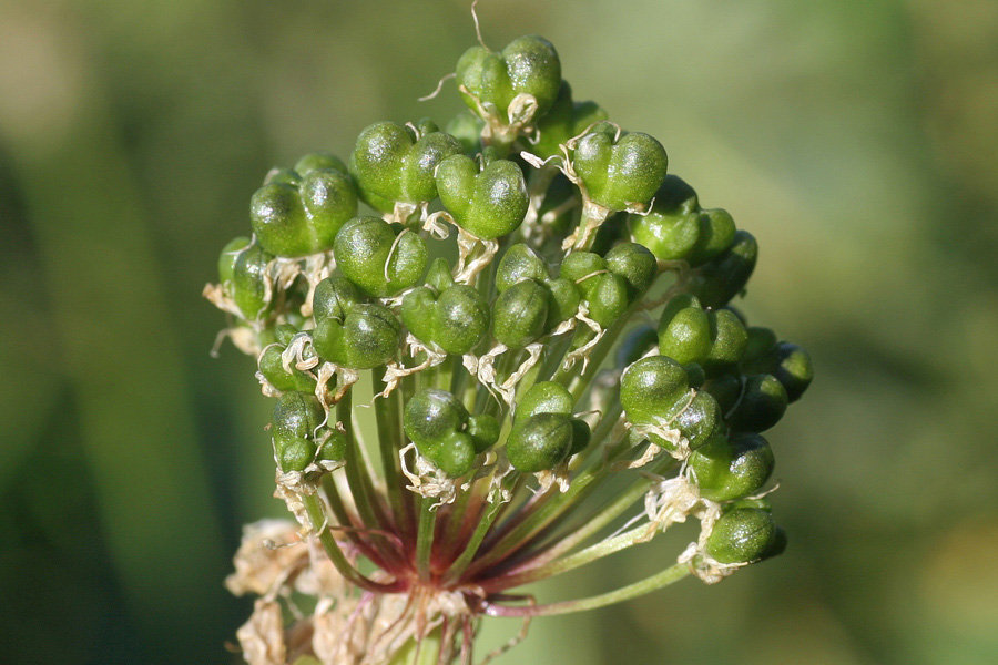 Allium victorialis 6.jpg