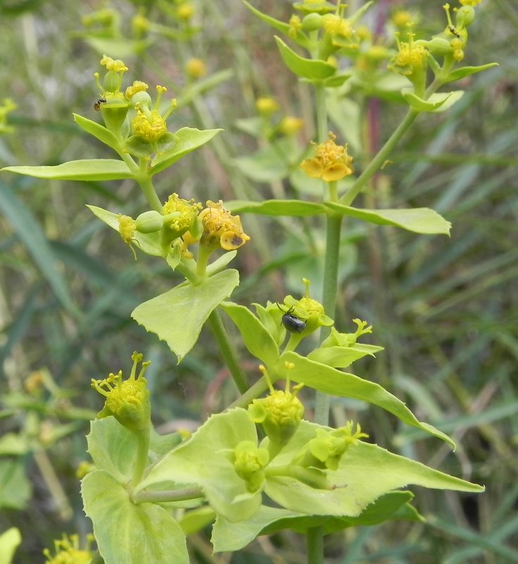 Euphorbia_serrata_4.JPG