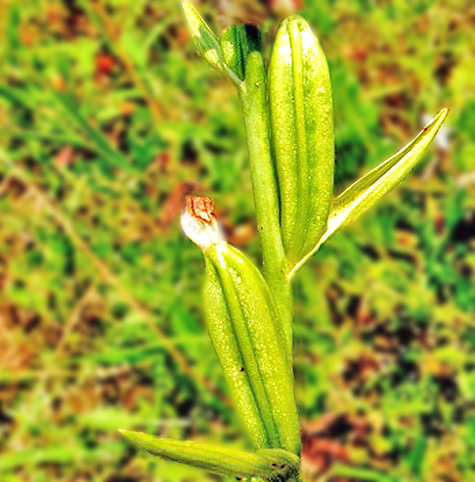 Ophrys_apifera1_Nino_Messina.jpg