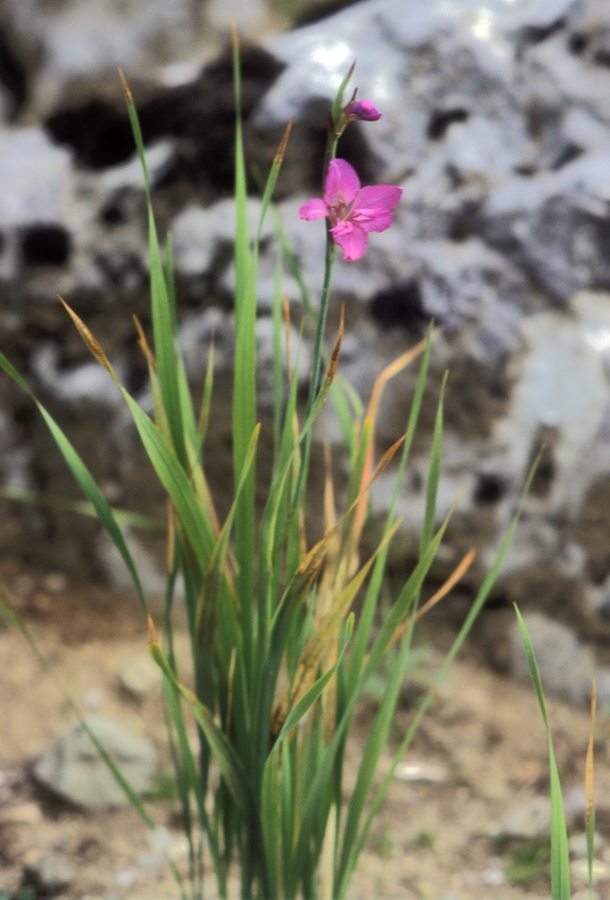 Gladiolus illyricus (305886)