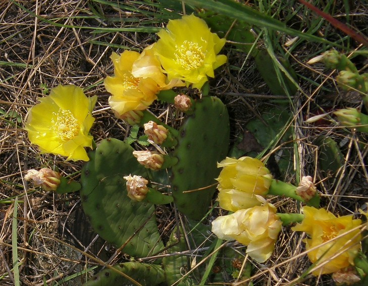 Opuntia humifusa (30631)