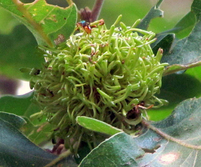 Andricus caputmedusae (Hartig,1843) su Quercus pubescens Willd.